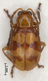              Diabrotica brunneosignata Jacoby, holotype, male,   habitus, dorsal view       