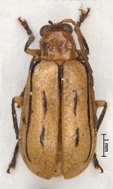   Diabrotica  martinjacobyi   Derunkov, Prado, Tishechkin, Konstantinov, paratype, male, habitus, dorsal view 