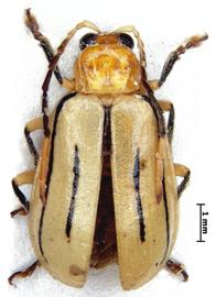   Diabrotica  martinjacobyi   Derunkov, Prado, Tishechkin, Konstantinov, holotype, male, habitus, dorsal view 