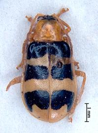              Diabrotica championi Jacoby, habitus, dorsal   view       