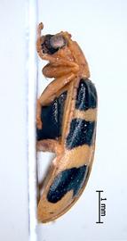              Diabrotica championi Jacoby, habitus, lateral   view       