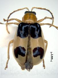              Diabrotica championi Jacoby, habitus, dorsal   view       