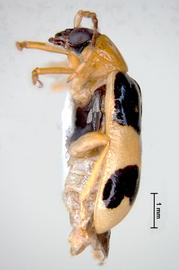              Diabrotica championi Jacoby, habitus, lateral   view       