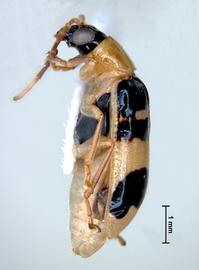              Diabrotica championi Jacoby, habitus, lateral   view       