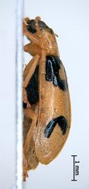              Diabrotica chontalensis Jacoby, habitus, lateral   view       