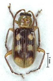              Diabrotica chromophora Bechyné, holotype, male, habitus,   dorsal view       