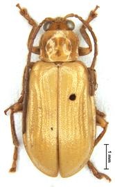              Diabrotica costatipennis Jacoby, lectotype, male,   habitus, dorsal view       