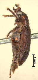              Diabrotica cristata (Harris), lectotype, habitus,   lateral view       