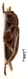              Diabrotica cristata (Harris), paralectotype, habitus,   lateral view       