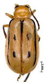              Diabrotica curvilineata Jacoby, lectotype, female,   habitus, dorsal view       