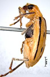               Diabrotica curvilineata Jacoby, lectotype,   habitus, lateral view       