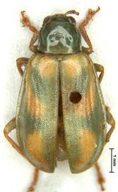              Diabrotica curvipustulata Baly, lectotype, male, habitus,   dorsal view       