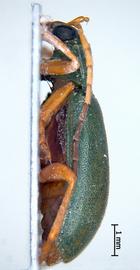              Diabrotica dissimilis Jacoby, habitus, lateral   view       