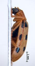              Diabrotica duplicata Jacoby, habitus, lateral   view       