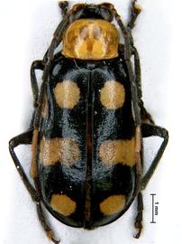              Diabrotica lacordairei Kirsch, habitus, dorsal   view       