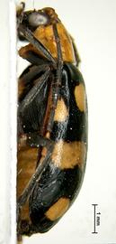              Diabrotica lacordairei Kirsch, habitus, lateral   view       