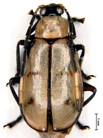              Diabrotica lacordairei Kirsch, habitus, dorsal   view       