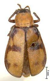              Diabrotica fenestralis Jacoby, lectotype, female,   habitus, dorsal view       