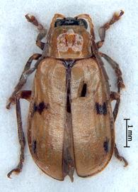              Diabrotica fenestralis Jacoby, habitus, dorsal   view       