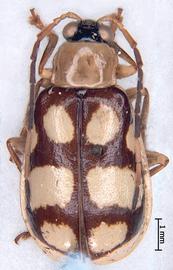              Diabrotica adelpha Harold, habitus, dorsal   view       