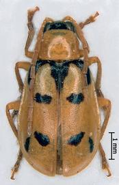              Diabrotica adelpha Harold, habitus, dorsal   view       