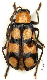              Diabrotica fraterna Baly, lectotype, male, habitus,   dorsal view       