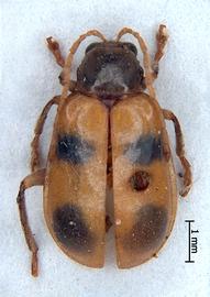              Diabrotica fucata (Fabricius), habitus, dorsal   view       