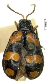              Diabrotica fulvosignata Baly, lectotype, female,   habitus, dorsal view       