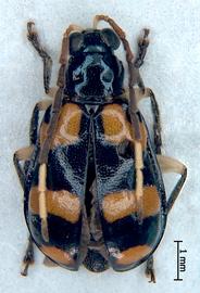              Diabrotica trifasciata (Fabricius), USNM, male, habitus,   dorsal view       