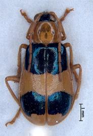   Diabrotica mitteri  Derunkov, Prado, Tishechkin, Konstantinov, holotype, male, habitus, dorsal view 