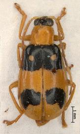   Diabrotica hartjei  Derunkov, Prado, Tishechkin, Konstantinov, holotype, male, habitus, dorsal view 