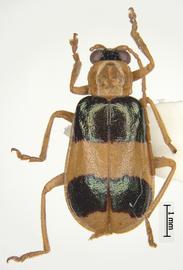              Diabrotica godmani Jacoby, habitus, dorsal   view       