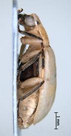              Diabrotica graminea Baly, habitus, lateral view       