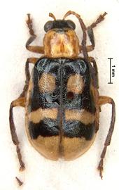              Diabrotica gratiosa Baly, lectotype, male, habitus,   dorsal view       