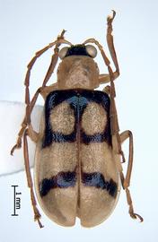              Diabrotica gratiosa Baly, habitus, dorsal   view       