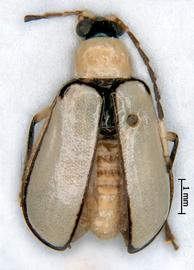   Diabrotica  lawrencei   Derunkov, Prado, Tishechkin, Konstantinov, paratype, male, habitus, dorsal view 