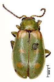              Diabrotica hexaspilota Baly, lectotype, female, habitus,   dorsal view       