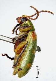              Daibrotica hexaspilota Baly, lectotype, habitus, lateral   view       