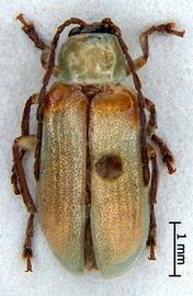              Diabrotica hilli Krysan&Smith, female, habitus, dorsal view       