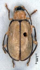              Diabrotica hogei Jacoby, habitus, dorsal   view       