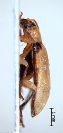              Diabrotica hogei Jacoby, habitus, lateral   view       