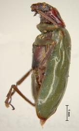              Diabrotica impressipennis Jacoby, habitus, lateral   view       