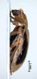              Diabrotica jamaicensis Bryant, habitus, lateral   view       