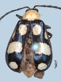              Diabrotica lacordairei Kirsch, lectotype, female,   habitus, dorsal view       