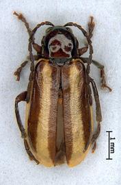              Diabrotica lemniscata LeConte, habitus, dorsal   view       