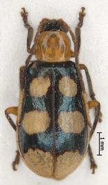              Diabrotica linensis Bechyné, lectotype, male, habitus,   dorsal view       