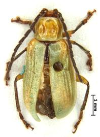              Diabrotica longicornis (Say), neotype, male, habitus,   dorsal view       