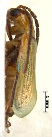              Diabrotica longicornis (Say), neotype, habitus, lateral   view       