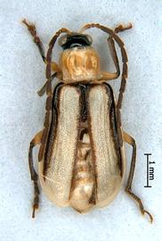              Diabrotica longicornis (Say), habitus, dorsal   view       