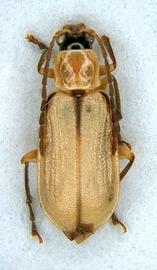              Diabrotica longicornis (Say), habitus, dorsal   view       